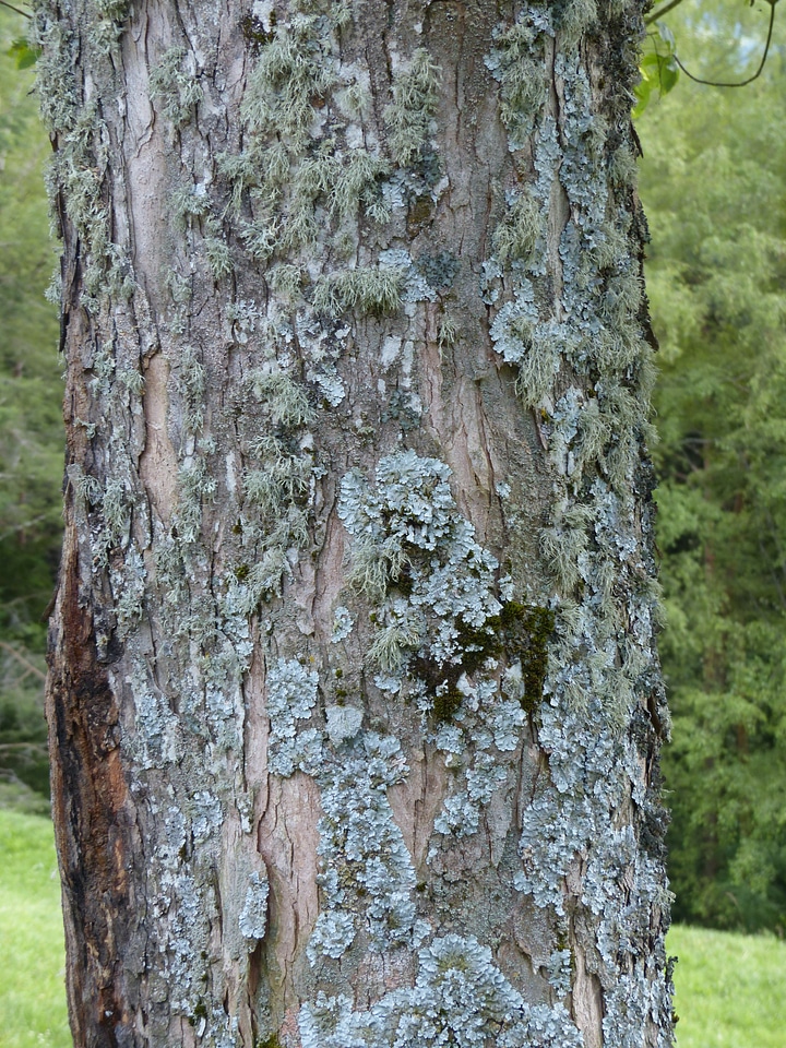 Parmelia sulcata log tribe