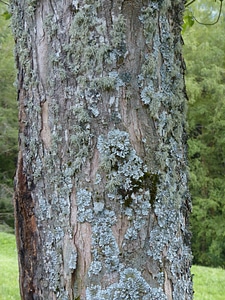 Parmelia sulcata log tribe photo