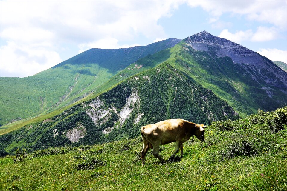 Russia border cattle nature