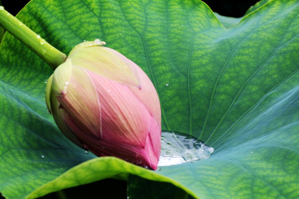 Garden lotus flower of tears