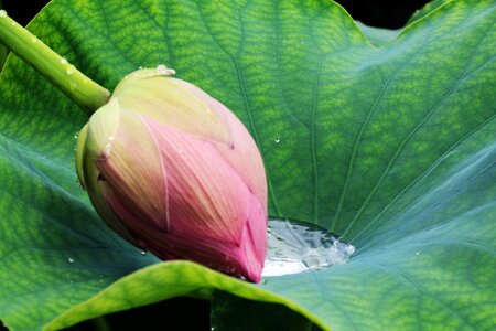 Garden lotus flower of tears photo
