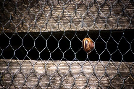 Wall snail structure