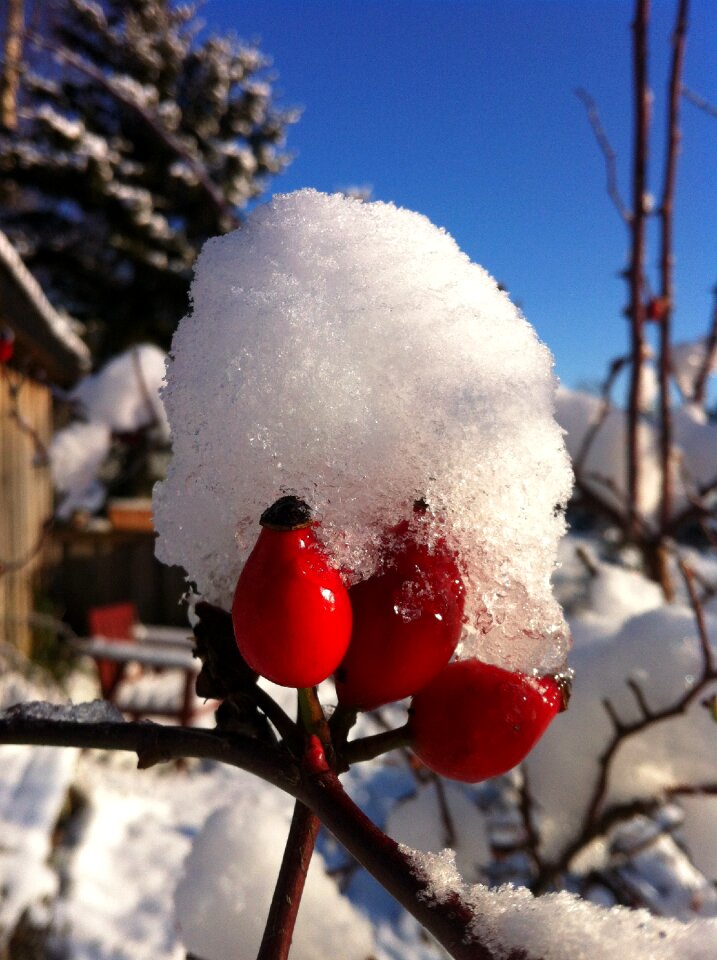 Season nature christmas