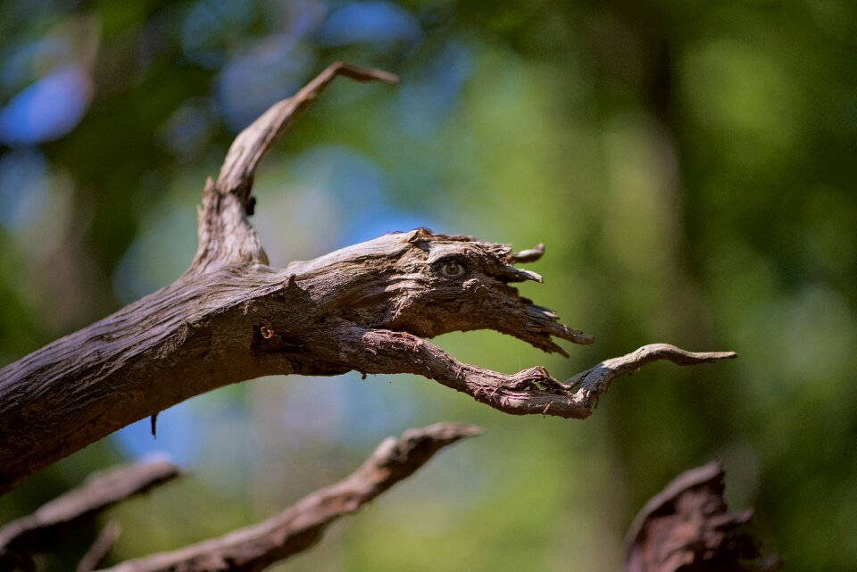 Tree branch fantastic animal