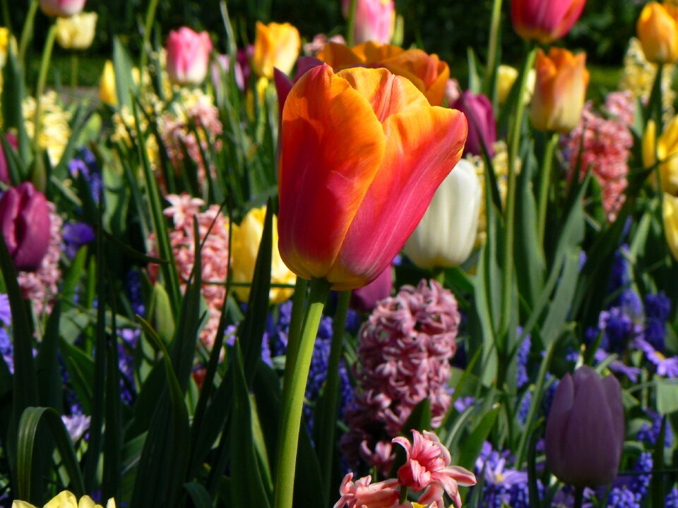 Spring keukenhof close up