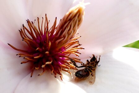 Magnolia blossom bee dead bee photo