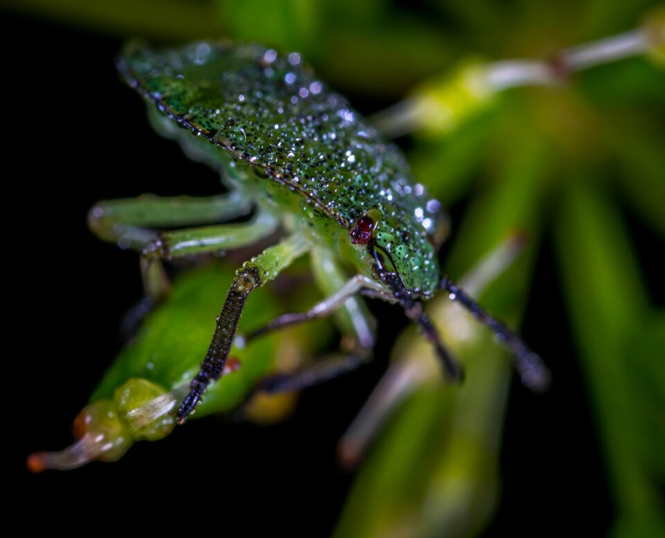Living nature beetle bug