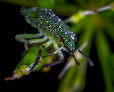 Living nature beetle bug photo