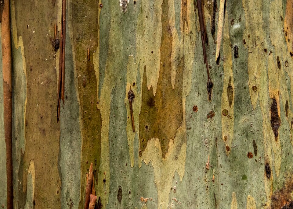 Eucalypt trunk peeling