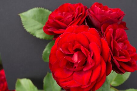 Petal nature plant