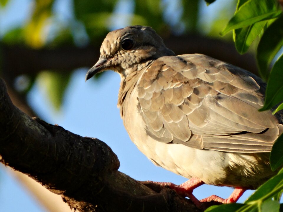 Wildlife animalia outdoors