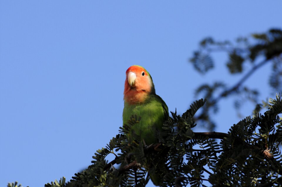 Tree sky animal