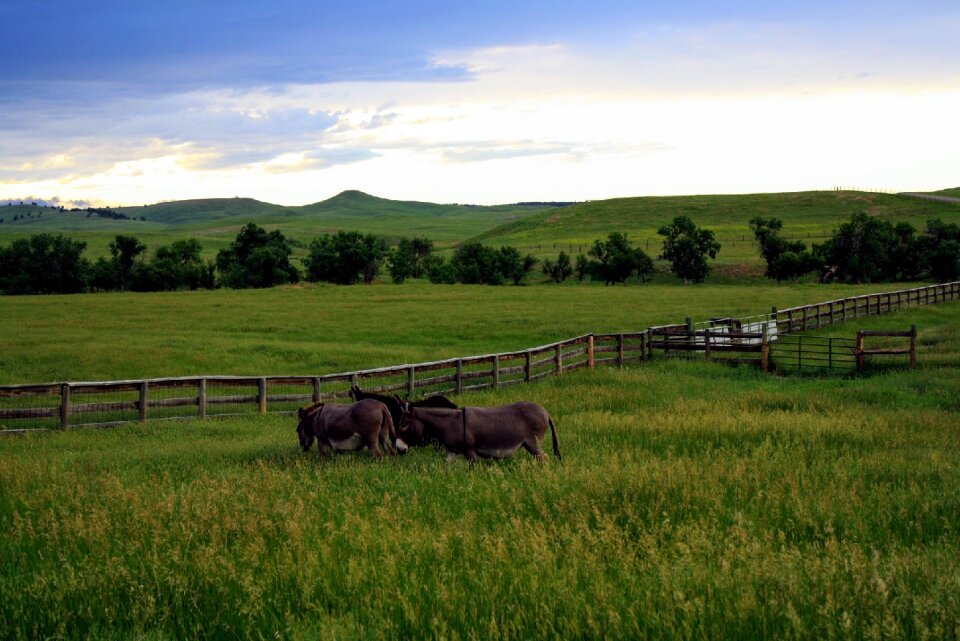 Agriculture hayfield donkey