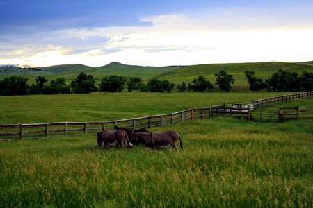 Agriculture hayfield donkey