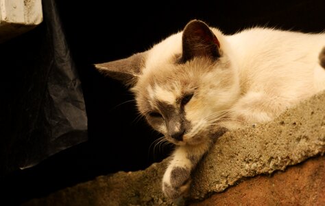 Animal domestic cat colombia photo