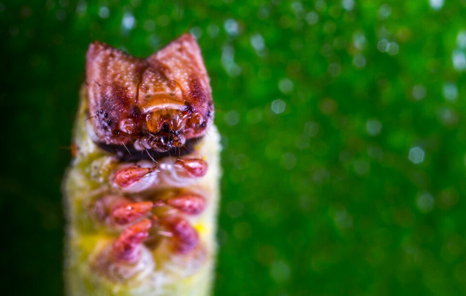 Outdoors caterpillar portrait