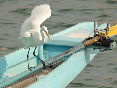Boat sea