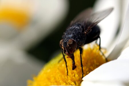 Close up fly macro