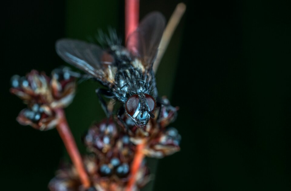 Fly living nature macro
