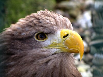 Prey bird portrait