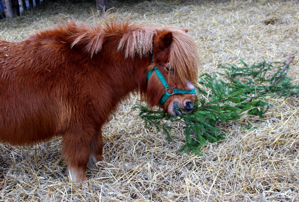 The mane farm animals animal
