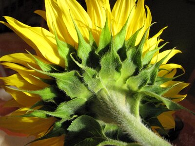 Flower sunflower color