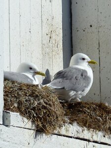 Animal world bill gulls