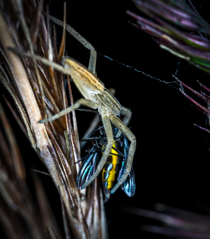 Animals spider arachnids
