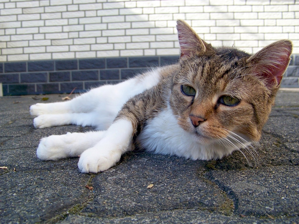 Pet mieze domestic cat