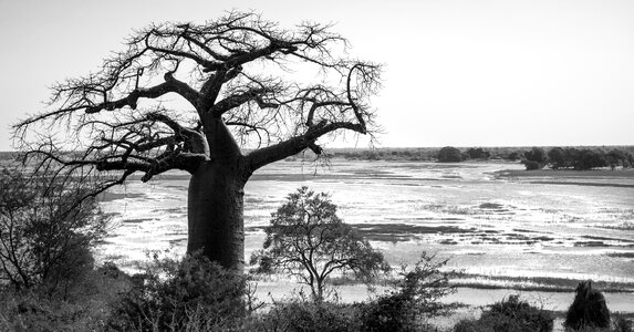 Chobe river ngoma bridge border post