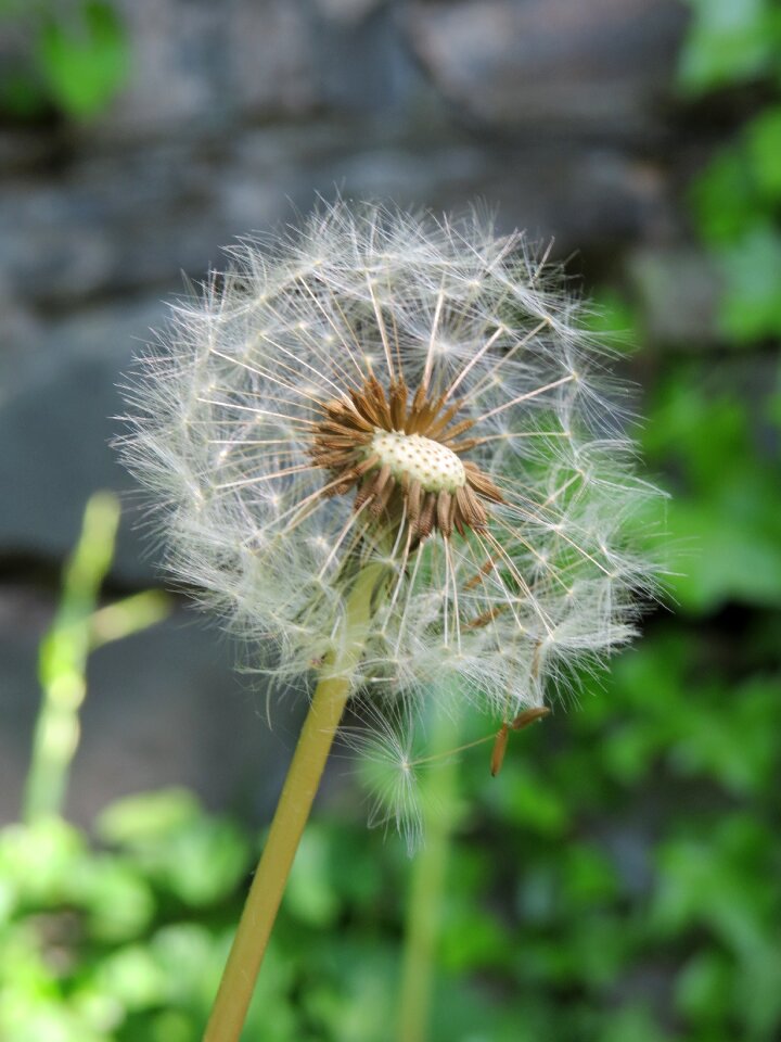 Plant summer flower