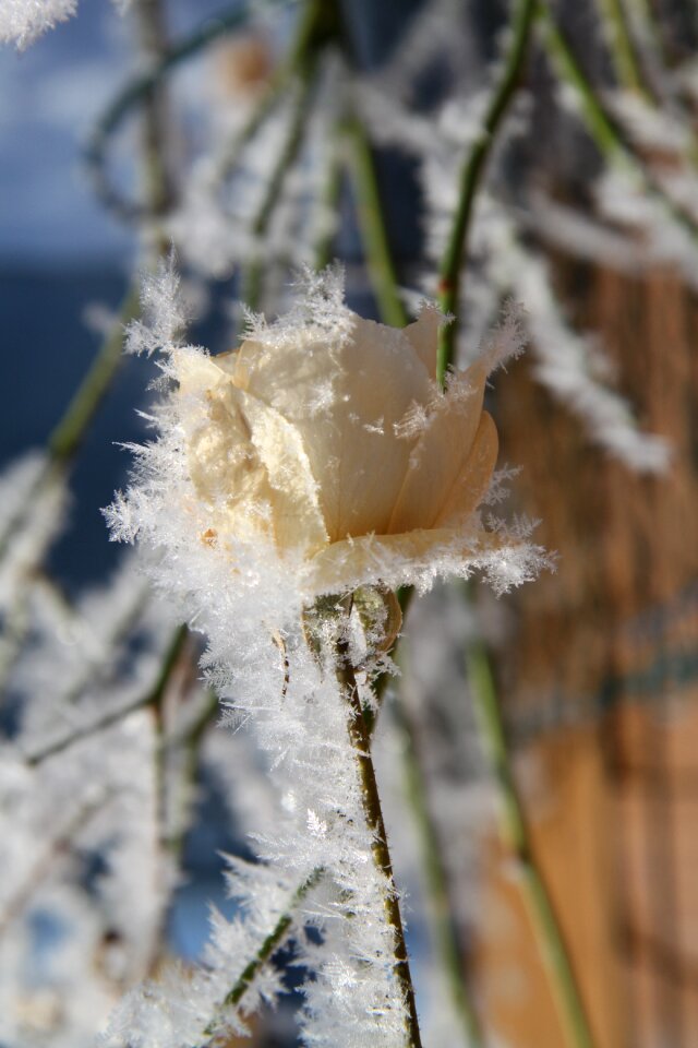 Plant season flower