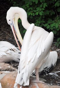 Animal world bill pelikan