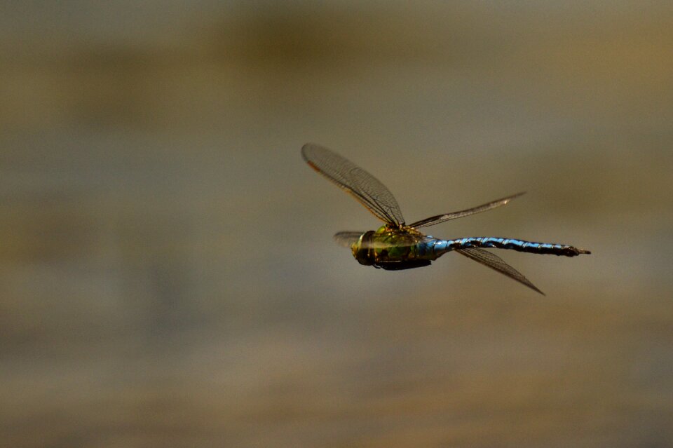 Dragonfly insect winged insects
