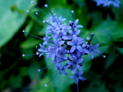 Petal flowers color photo