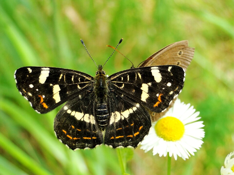Animals at the court of butterflies
