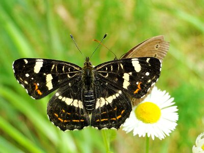 Animals at the court of butterflies