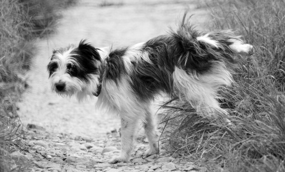 Portrait pet armenia