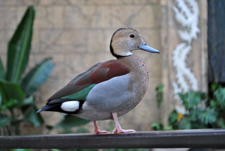 Ringed teal duck zoo