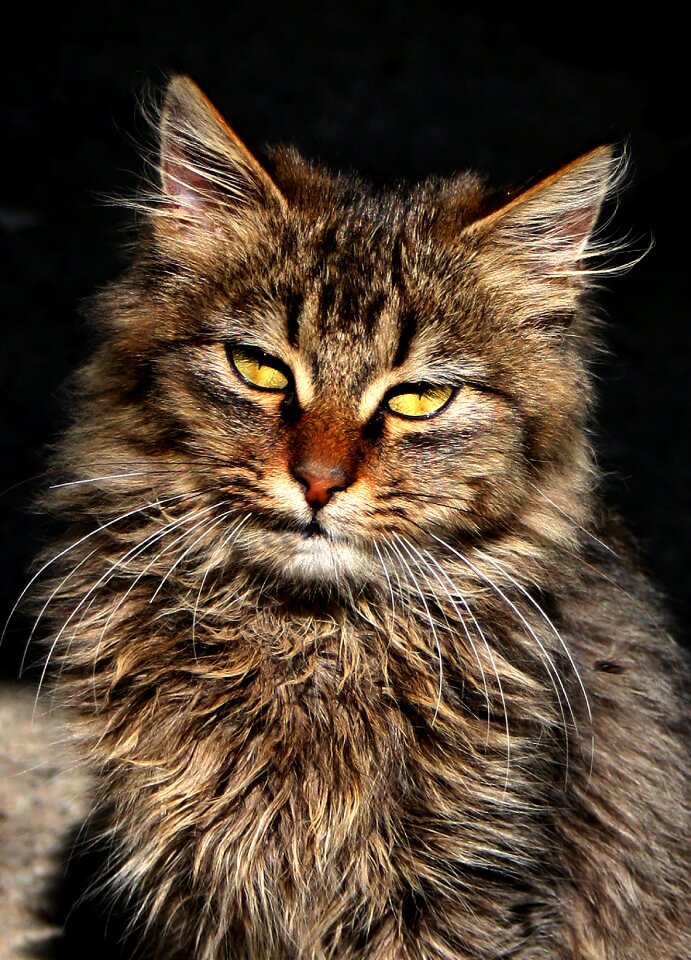 Portrait kitten nature