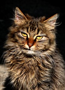 Portrait kitten nature