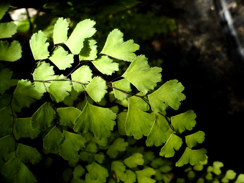 Wood outdoors environment