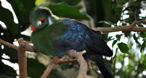 White cheek turaco turaco plumage