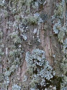 Parmelia sulcata log tribe