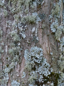 Parmelia sulcata log tribe photo