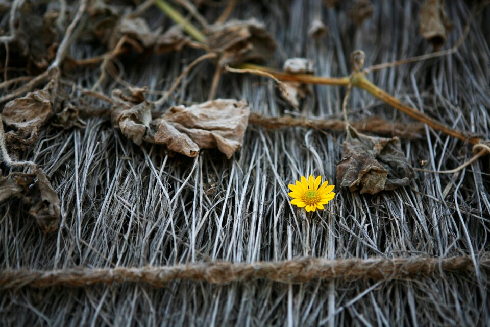 Outdoors wood wallpaper