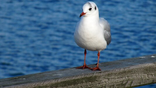 Nature animal world seagull