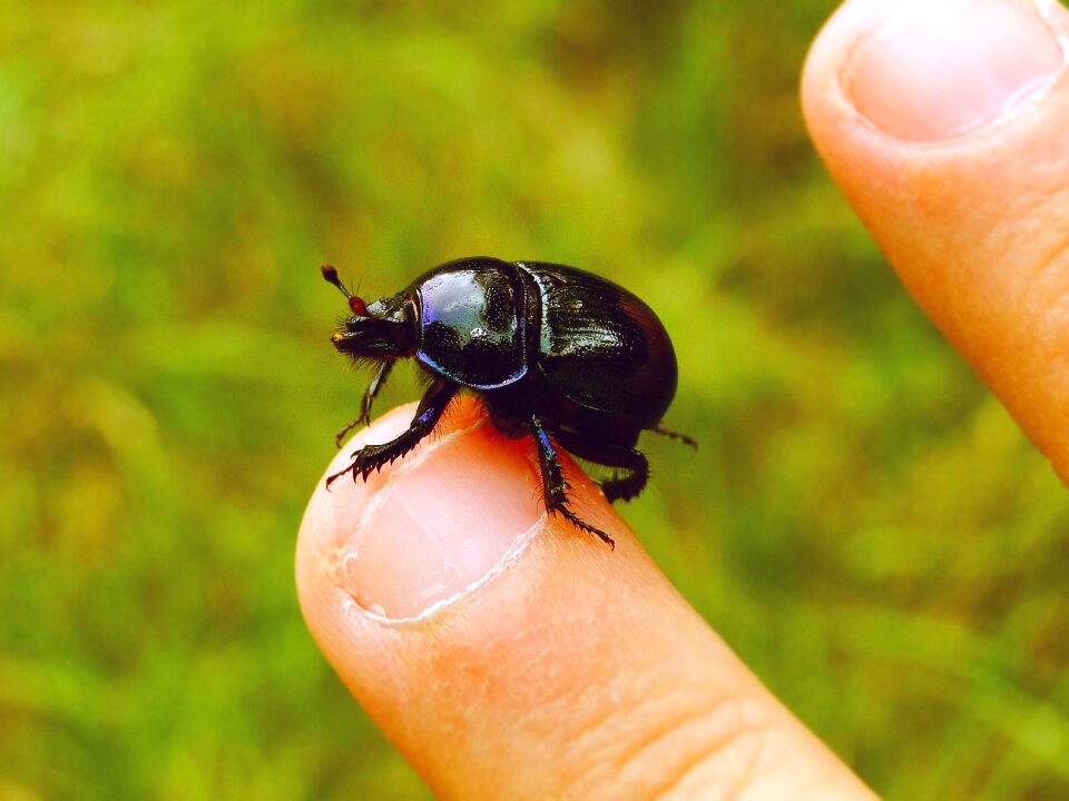 A little insect the beetle