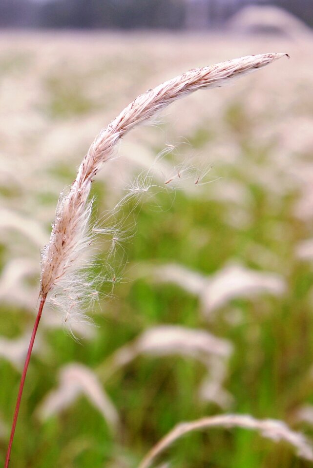 Growth flora