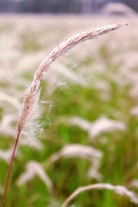Growth flora